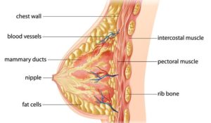 Physician confirmed Estrogen Dominance